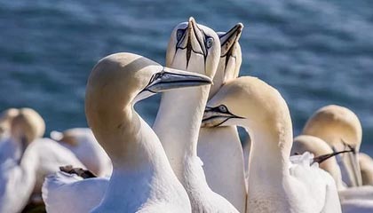 爱游戏官网-国际滑雪障碍赛中国选手跻身八强，滑雪障碍追逐国家队