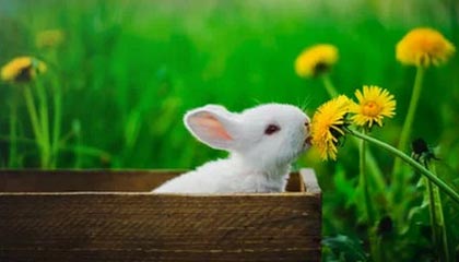 爱游戏中国官方登录入口网站-全国青少年体操版块精彩纷呈，创新不断，全国青少年艺术体操技术大赛