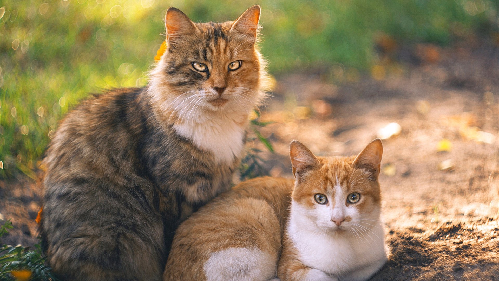 欧洲杯战局变幻莫测：策略多变，精彩不断！，欧洲杯局势