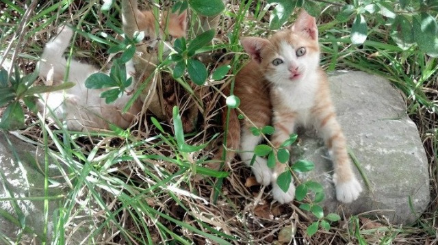 游泳队技术动作逐步接轨世界一流水平，游泳队2021