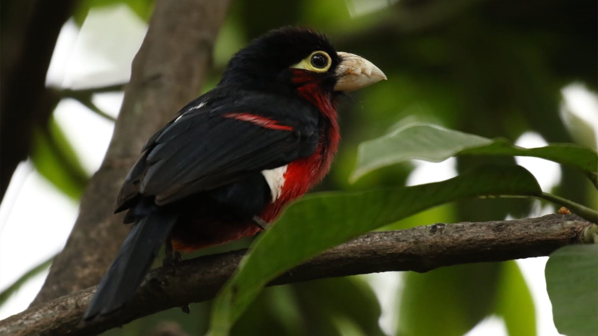 荷兰队在国际赛场持续强势，晋级形势良好