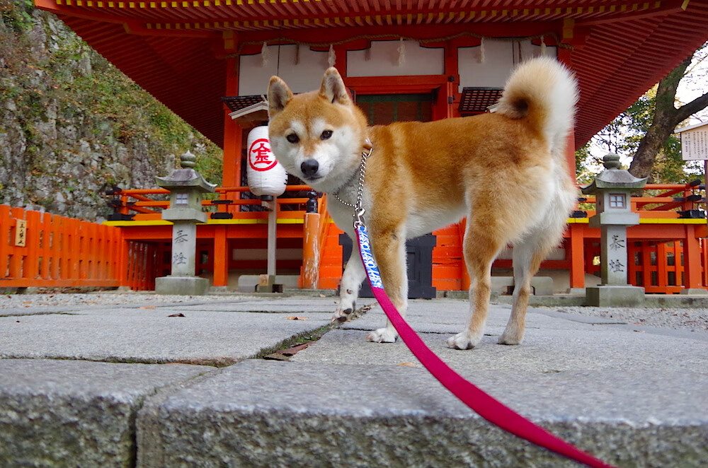 覃海洋决赛展现强大耐力与爆发力，覃海洋简介